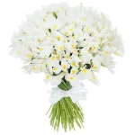 Ирисы белые